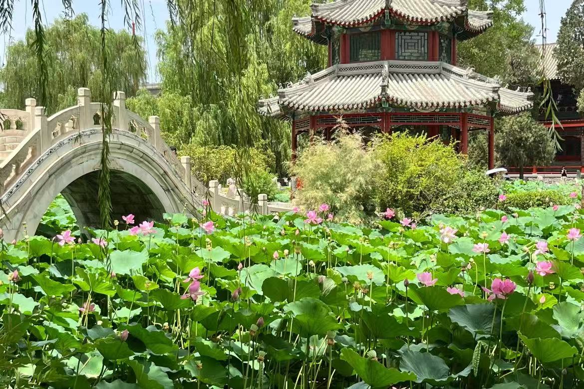 Ancient Lotus Pond